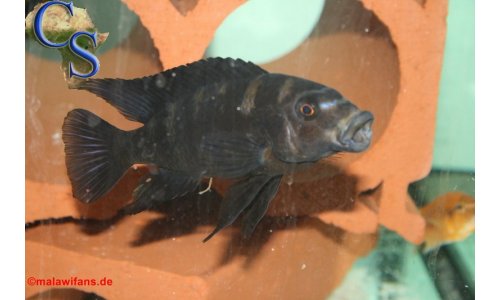 Cichliden